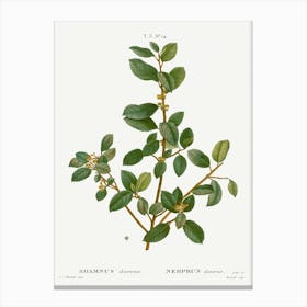 Italian Buckthorn, Pierre Joseph Redoute Canvas Print