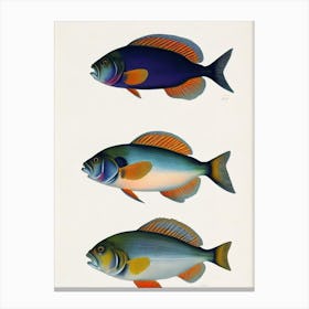 John Dory Vintage Poster Canvas Print