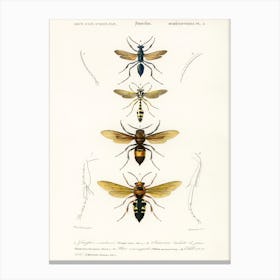 Different Types Of Wasps, Charles Dessalines D' Orbigny Canvas Print