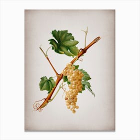 Vintage Vermentino Grapes Botanical on Parchment n.0849 Canvas Print