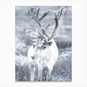 White Reindeer Canvas Print