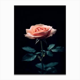 Pink Rose 14 Canvas Print