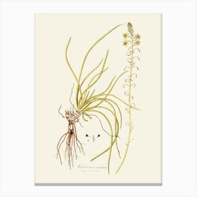 Air Plant Canvas Print