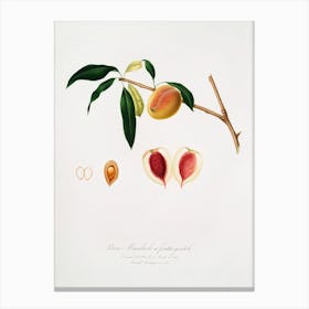 Peach (Persica Amygdalus) From Pomona Italiana (1817 1839), Giorgio Gallesio 1 Canvas Print