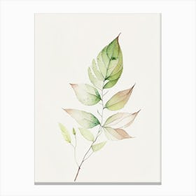 Spirea Leaf Minimalist Watercolour 1 Canvas Print