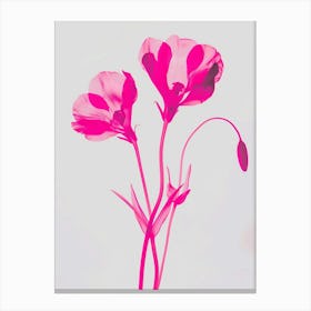 Hot Pink Cyclamen 2 Canvas Print