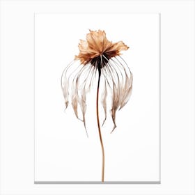 Dry Jelly Fish Flower Canvas Print