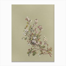 Apricot Blossoms Canvas Print