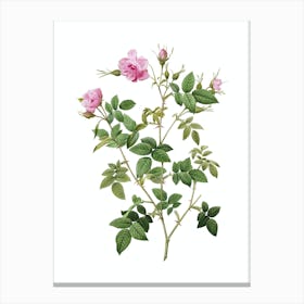 Vintage Pink Flowering Rosebush Botanical Illustration on Pure White n.0824 Canvas Print