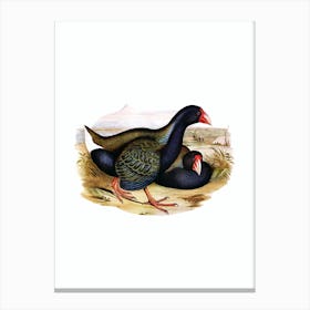 Vintage Notornis Takahe Bird Illustration on Pure White Canvas Print