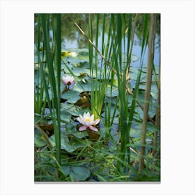 Water lily and leaves in a pond Canvas Print