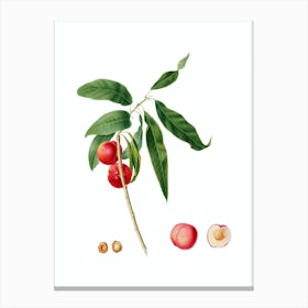 Vintage Apricot Botanical Illustration on Pure White n.0869 Canvas Print