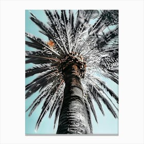 Palm Tree 9 Canvas Print