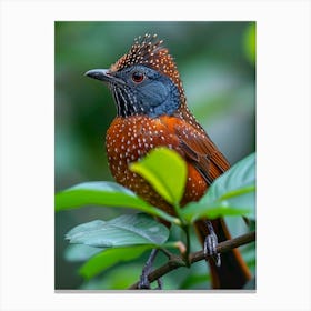 Rufous-Cheeked Warbler Canvas Print