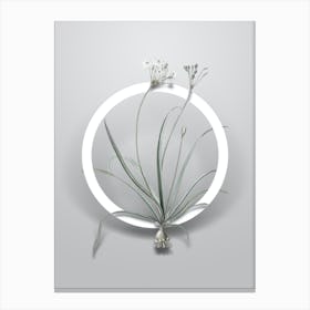 Vintage Allium Fragrans Minimalist Botanical Geometric Circle on Soft Gray n.0248 Canvas Print