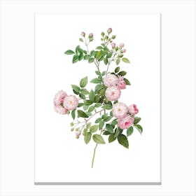 Vintage Pink Baby Roses Botanical Illustration on Pure White n.0777 Canvas Print