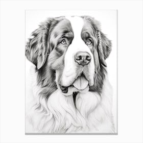 Saint Bernard Dog, Line Drawing 1 Canvas Print