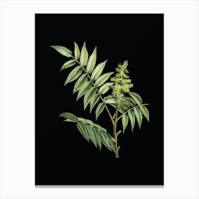 Vintage Staghorn Sumac Botanical Illustration on Solid Black n.0069 Canvas Print