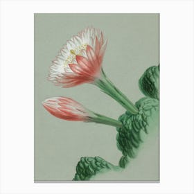 Tulip 5 Canvas Print