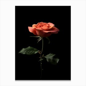 Single Rose On Black Background 42 Canvas Print