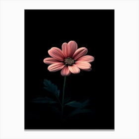 Pink Flower On Black Background 6 Canvas Print