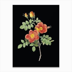 Vintage Austrian Briar Rose Botanical Illustration on Solid Black n.0826 Canvas Print