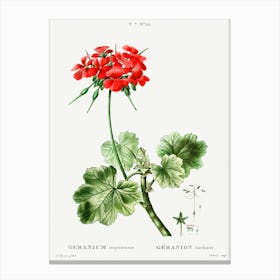 Scarlet Geranium, Pierre Joseph Redoute Canvas Print