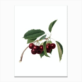 Vintage Cherry Botanical Illustration on Pure White n.0929 Canvas Print