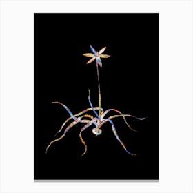 Stained Glass Hypoxis Stellata Mosaic Botanical Illustration on Black n.0098 Canvas Print