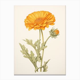 Calendula Pot Marigold Vintage Botanical Herbs 1 Canvas Print