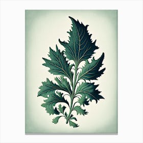 Pennyroyal Leaf Vintage Botanical 3 Canvas Print