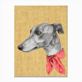 Greyhound With Scarf Canvas Print