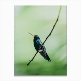 Hummingbird In Honduras Canvas Print
