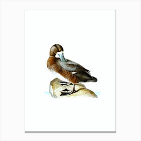 Vintage Greater Scaup Bird Illustration on Pure White n.0008 Canvas Print