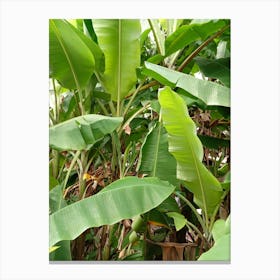 Banana Tree Canvas Print