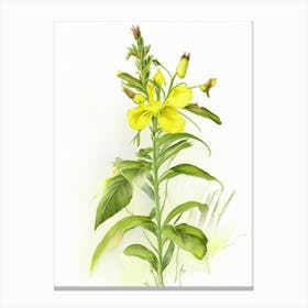 Fringed Loosestrife Wildflower Watercolour Canvas Print
