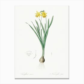 Lesser Wild Daffodil Illustration From Les Liliacées (1805), Pierre Joseph Redoute Canvas Print