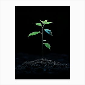 Tree Growing From The Ground 1 Canvas Print