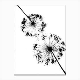 White black alliums Canvas Print