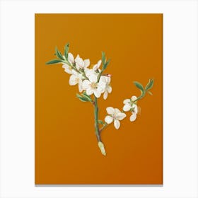 Vintage Almond Tree Flower Botanical on Sunset Orange n.0104 Canvas Print