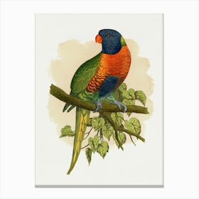 Lorikeet Canvas Print