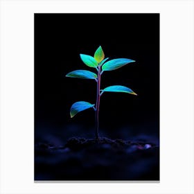 Young Plant In The Dark 10 Canvas Print