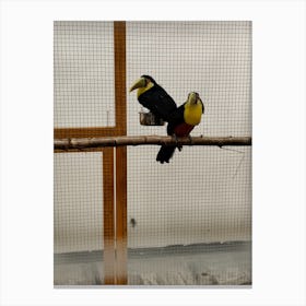 Toucans In Cage Canvas Print