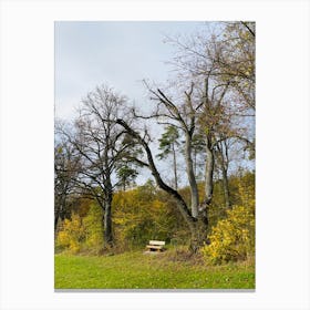 Bench In A Park Canvas Print