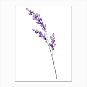 Lavender Flower 1 Canvas Print