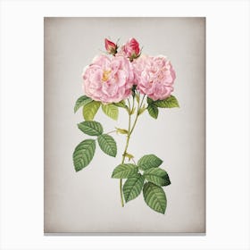 Vintage Italian Damask Rose Botanical on Parchment n.0625 Canvas Print