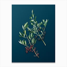 Aaffa Vintage Wild Olive Botanical Art On Teal Blue Canvas Print