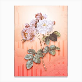 Pink Damask Rose Vintage Botanical in Peach Fuzz Awning Stripes Pattern n.0055 Canvas Print