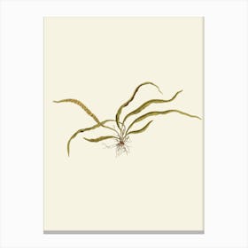 Kelp flowers Canvas Print