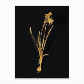 Vintage Narcissus Calathinus Botanical in Gold on Black n.0264 Canvas Print